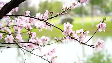 春天桃花植物户外视频的预览图
